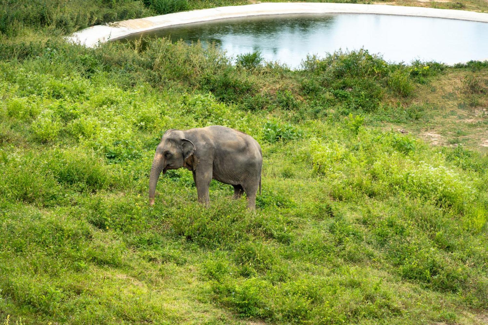 Amphoe Koksamui Wild Cottages Elephant Sanctuary Resort מראה חיצוני תמונה
