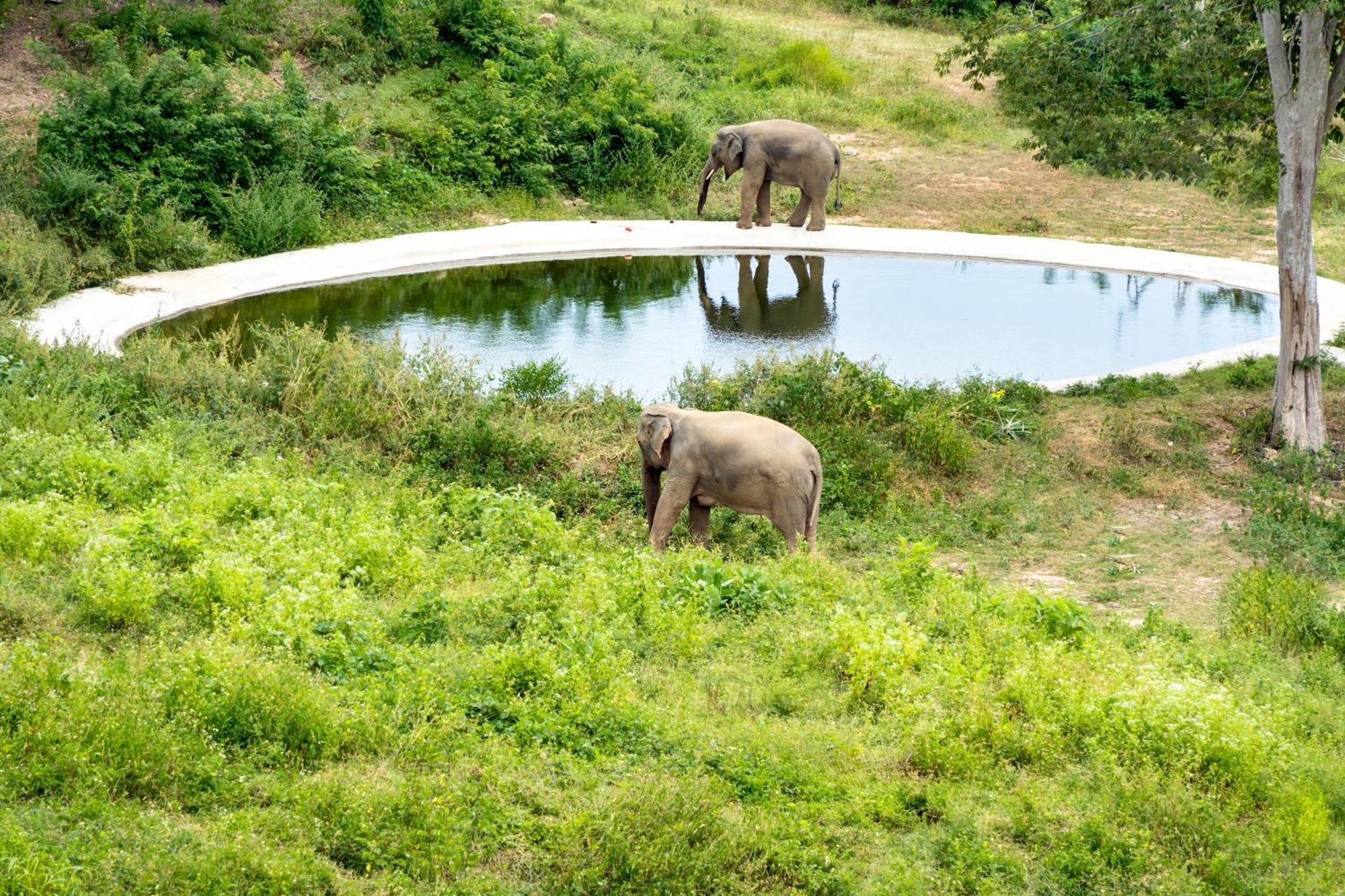 Amphoe Koksamui Wild Cottages Elephant Sanctuary Resort מראה חיצוני תמונה