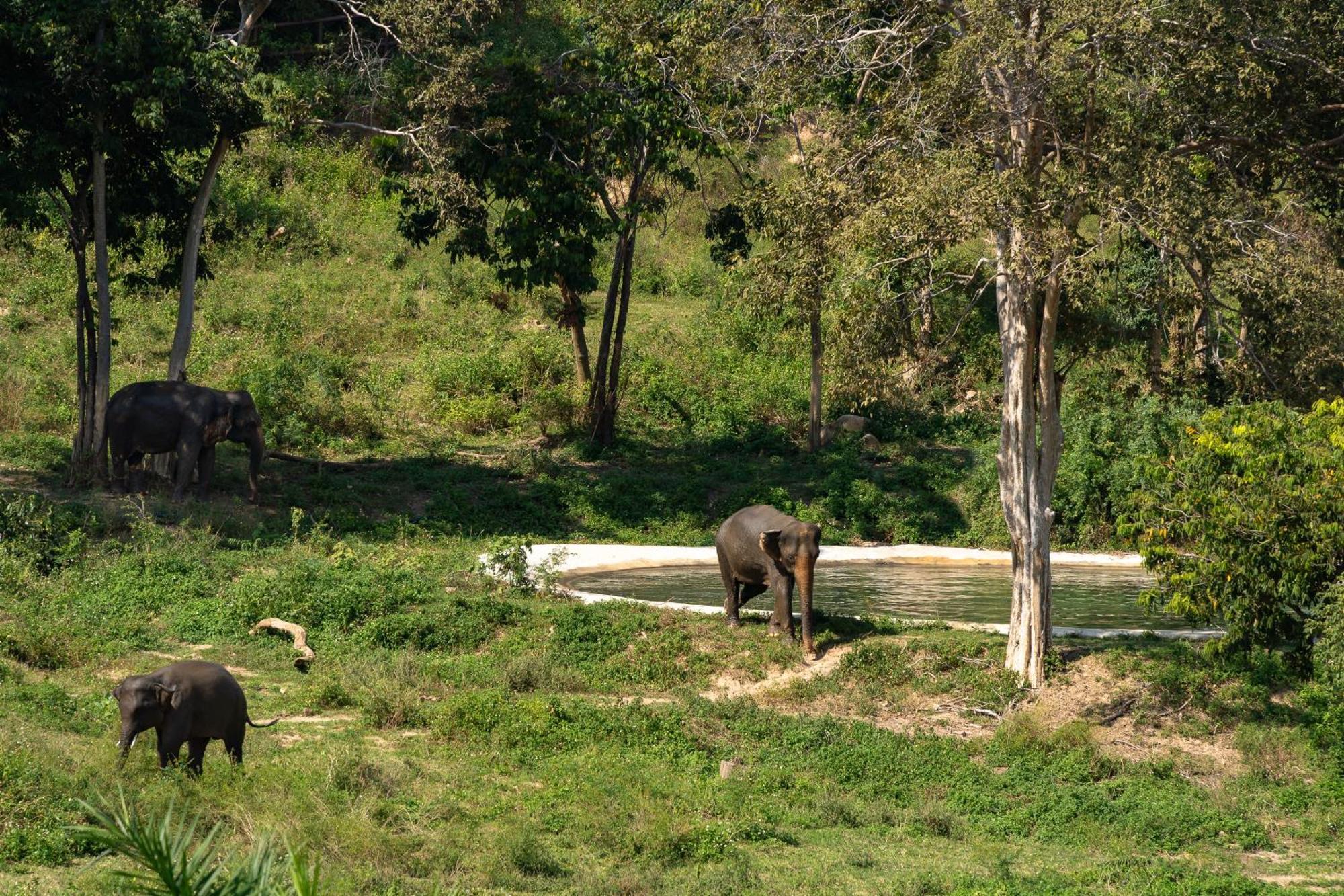 Amphoe Koksamui Wild Cottages Elephant Sanctuary Resort מראה חיצוני תמונה
