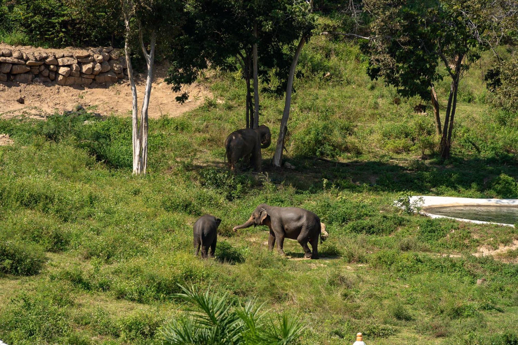 Amphoe Koksamui Wild Cottages Elephant Sanctuary Resort מראה חיצוני תמונה