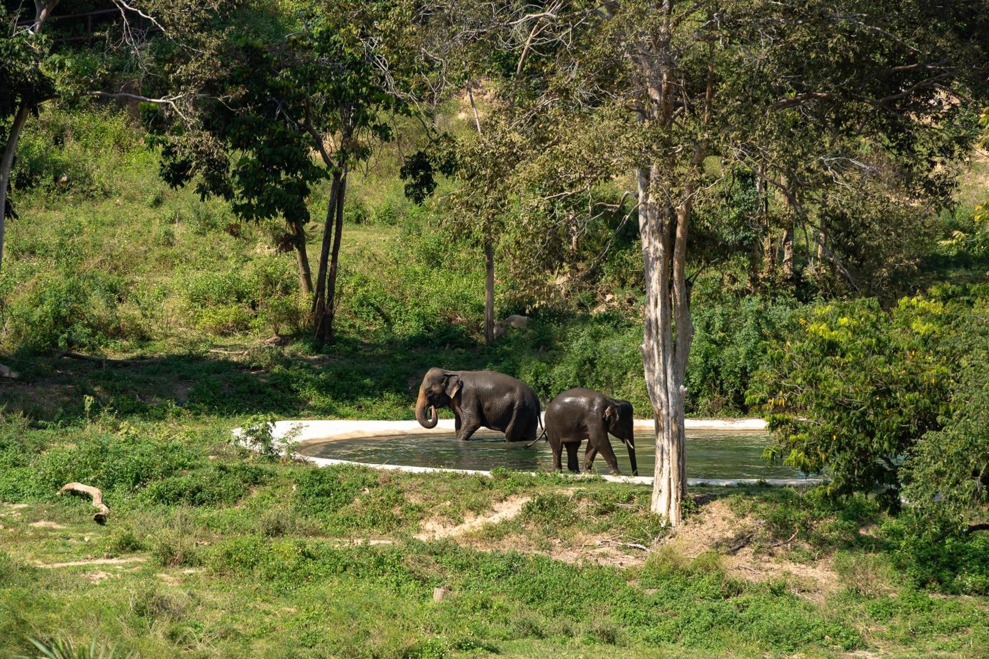 Amphoe Koksamui Wild Cottages Elephant Sanctuary Resort מראה חיצוני תמונה