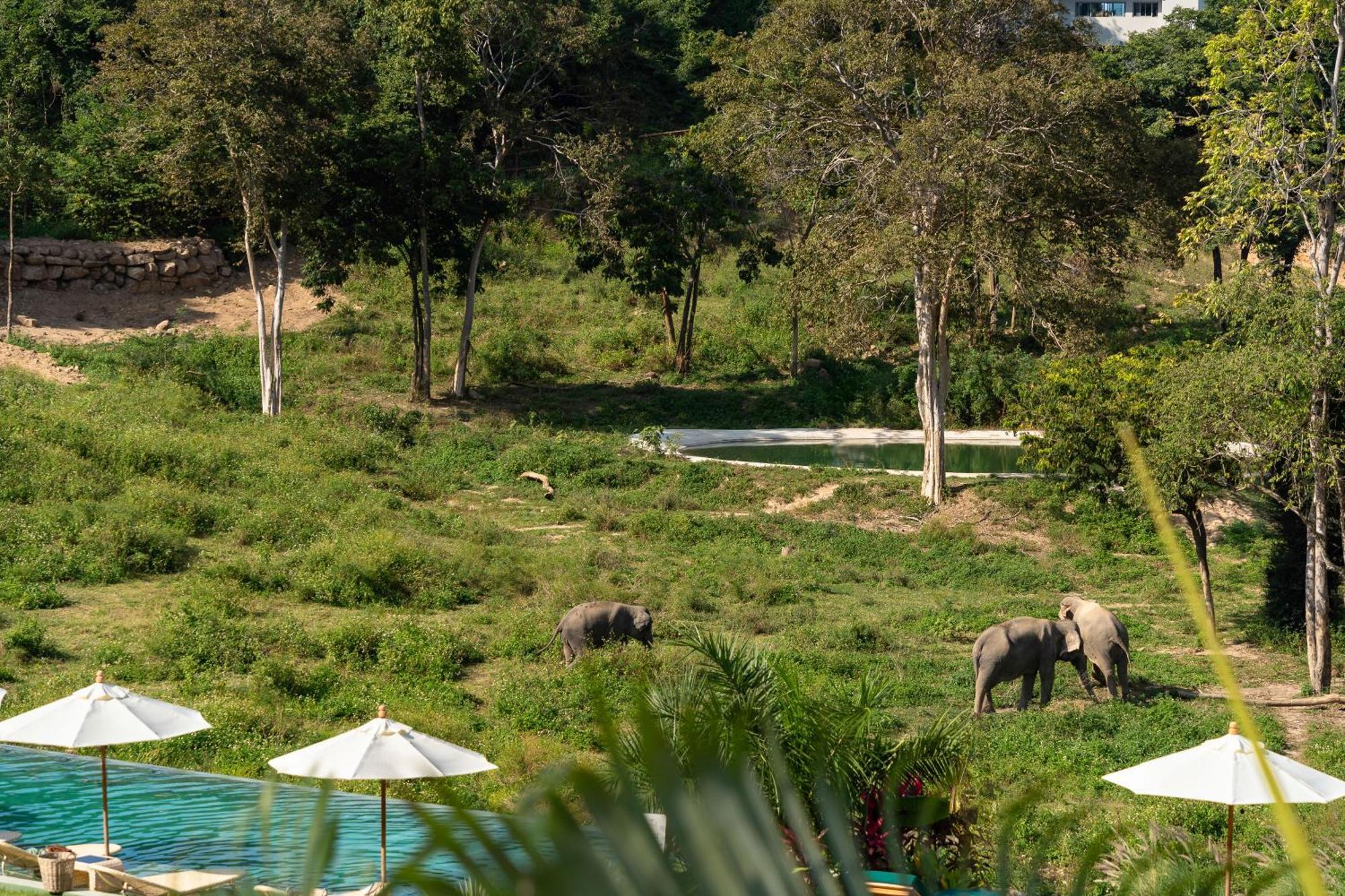 Amphoe Koksamui Wild Cottages Elephant Sanctuary Resort מראה חיצוני תמונה