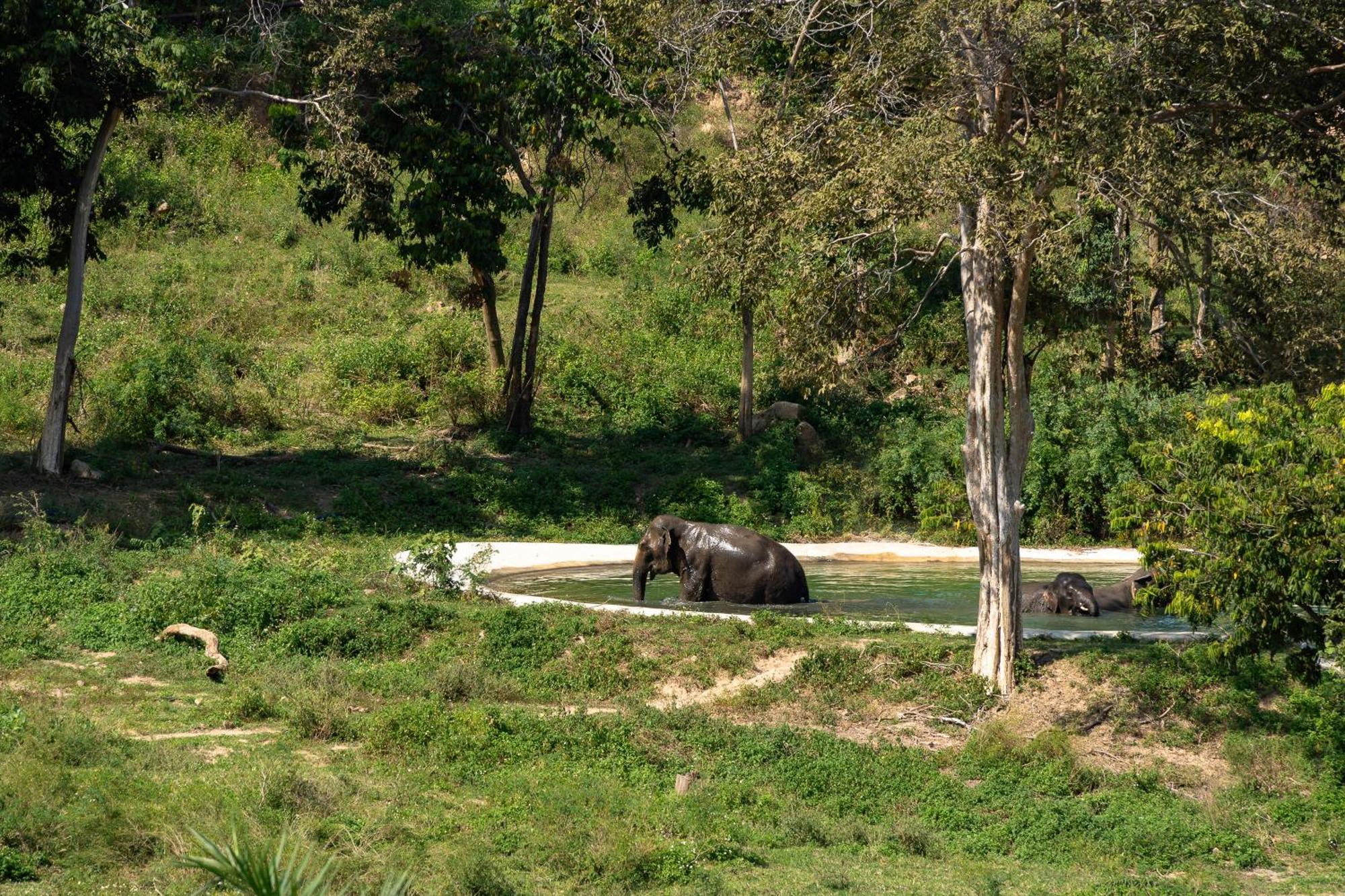Amphoe Koksamui Wild Cottages Elephant Sanctuary Resort מראה חיצוני תמונה